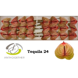 Anth A Tequila 11 cm X24 Flow Pack Oosterzon