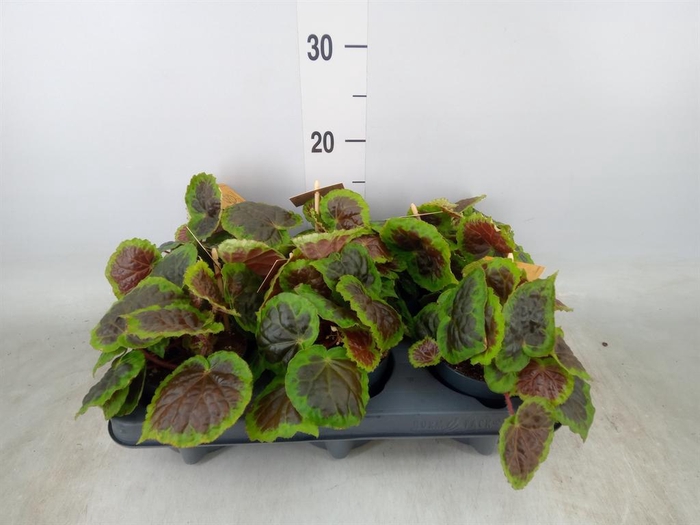 <h4>Begonia BD   ...</h4>