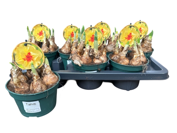 <h4>NARC D TAHITI</h4>