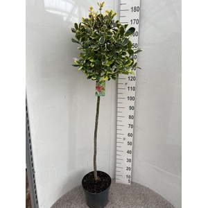 ILEX AL GOLDEN KING