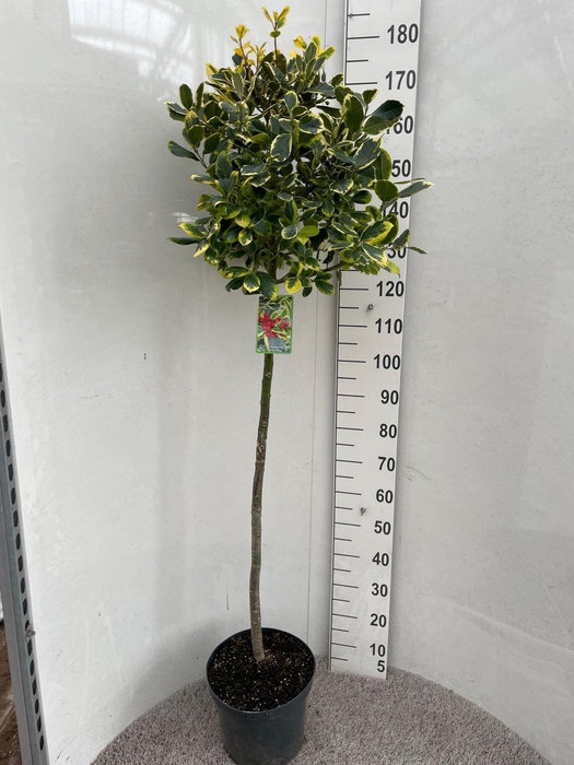 <h4>ILEX AL GOLDEN KING</h4>