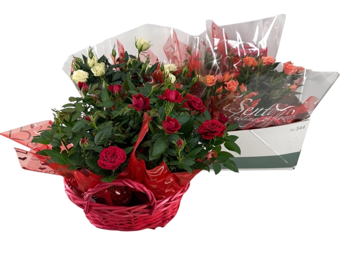 <h4>RO KORDANA GEM</h4>