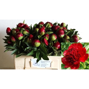 PAEO RED CHARM