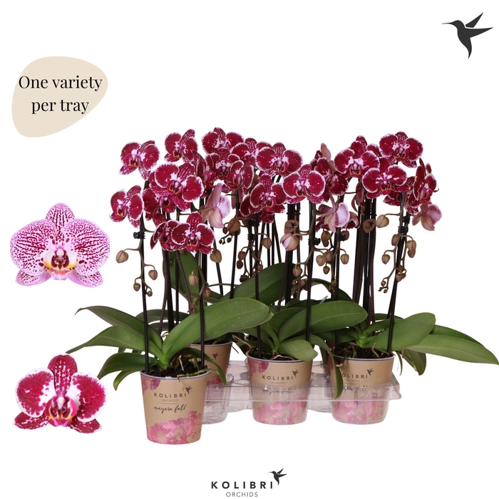 <h4>Kolibri Orchids Phalaenopsis Cascade Niagara Fall spotty 2 spike</h4>