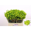Bupleurum rotundifoliu