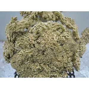 Ammi Vis Green Mist Antiek