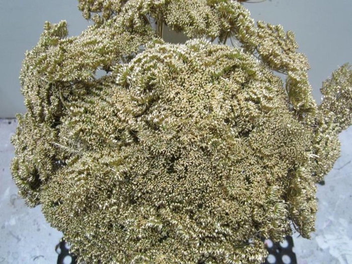 <h4>Ammi Vis Green Mist Antiek</h4>