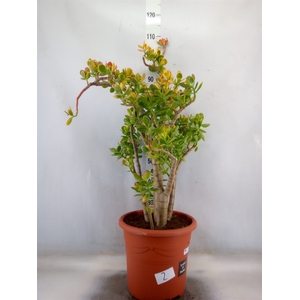 Crassula ovata 'Sunset'