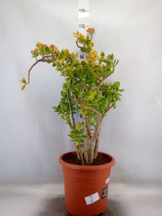 <h4>Crassula ovata 'Sunset'</h4>