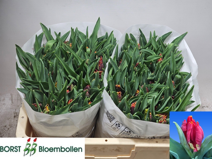 <h4>TU PA ABRACADABRA</h4>