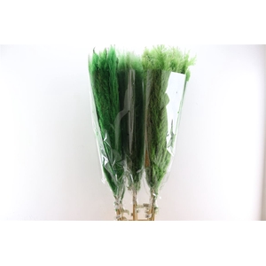 Dried Cortaderia Dadang Light Green 140cm P Stem