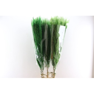 Dried Cortaderia Dadang Light Green 140cm P Stem