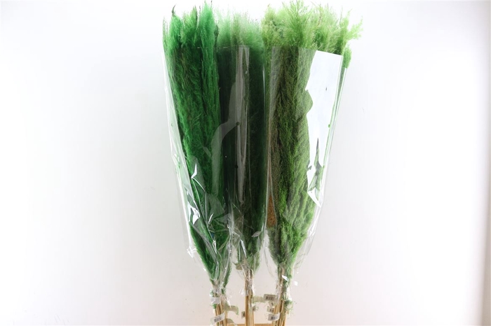 <h4>Dried Cortaderia Dadang Light Green 140cm P Stem</h4>