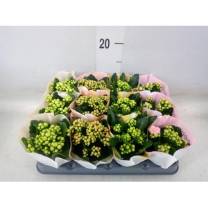 Kalanchoe blos.   ..rosebud mix  4