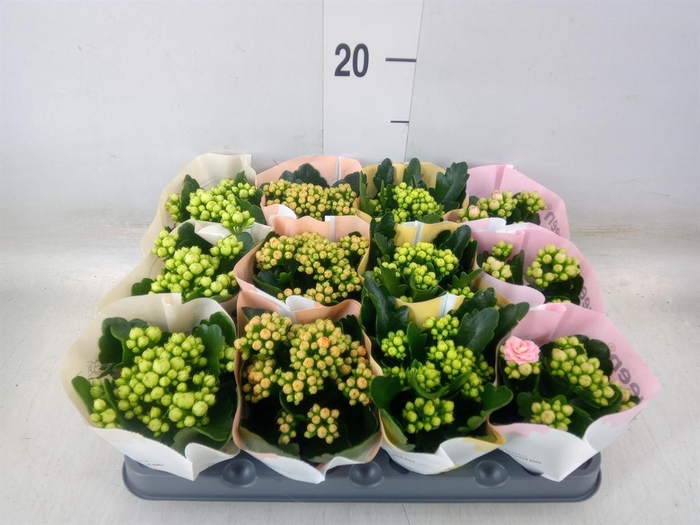<h4>Kalanchoe blos.   ..rosebud mix  4</h4>