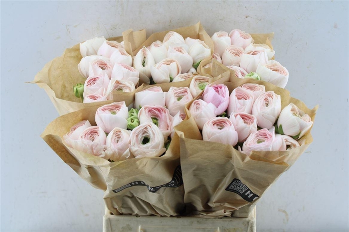 <h4>Ran Su Hanoi</h4>