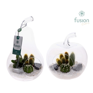 Glas Appel en Peer met Cactussen