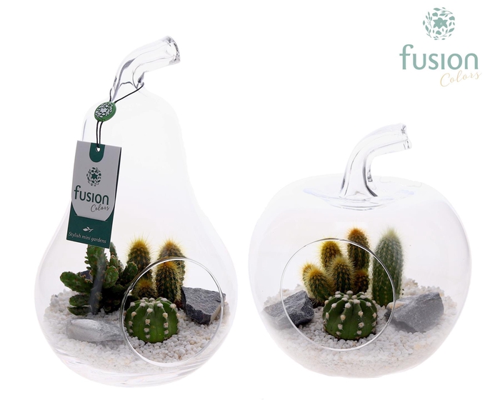 <h4>Glas Appel en Peer met Cactussen</h4>