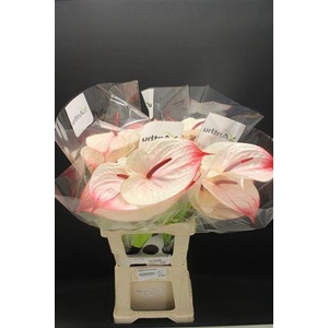 Anthurium Cumbia