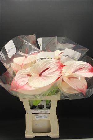 <h4>Anthurium Cumbia</h4>