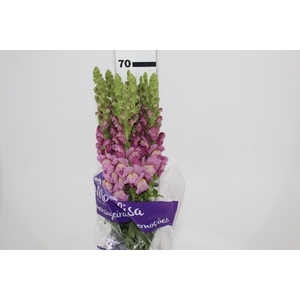 BOCA DE LEAO LAVANDER 070 CM