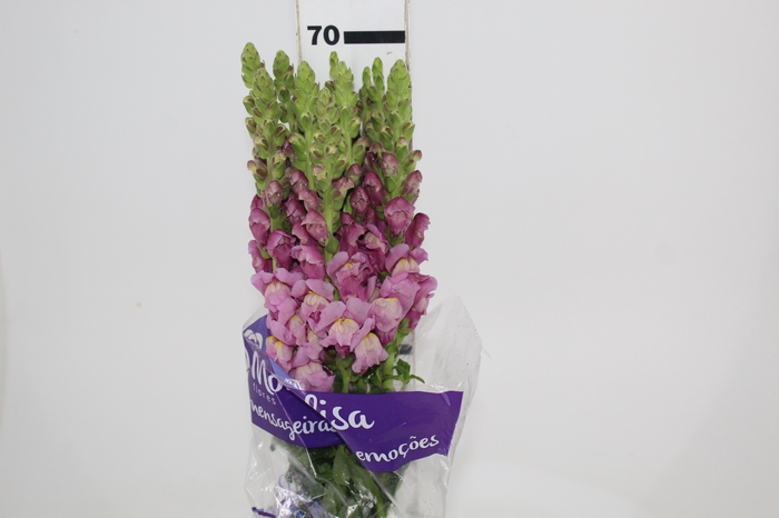 <h4>BOCA DE LEAO LAVANDER 070 CM</h4>