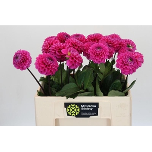 Dahlia Happy Hour