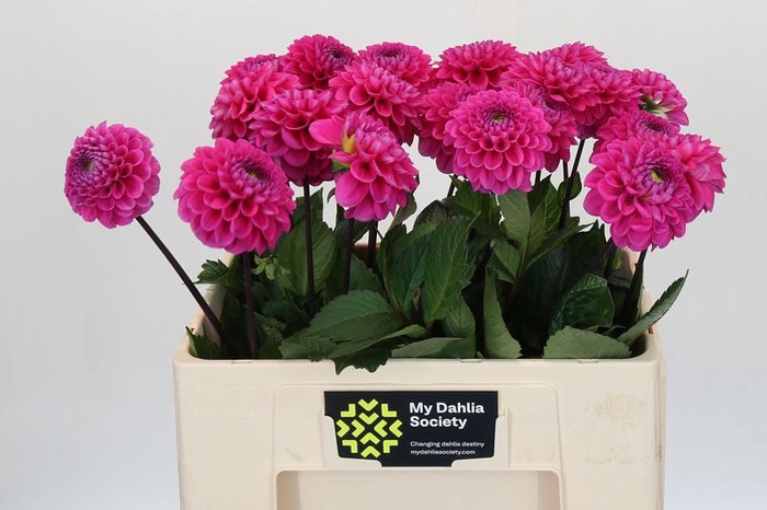 <h4>Dahlia Happy Hour</h4>