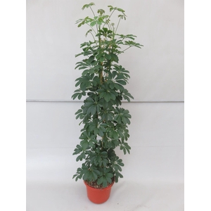 Schefflera arbor. 'Compacta'