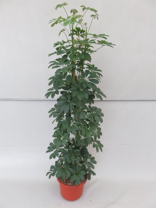 <h4>Schefflera arbor. 'Compacta'</h4>