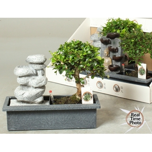 BONSAI GEM