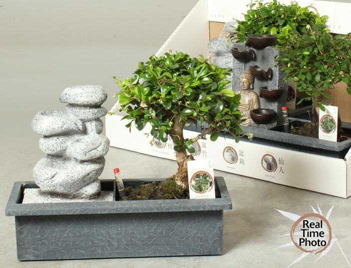 <h4>BONSAI GEM</h4>