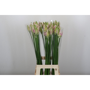 Nerine Berenice