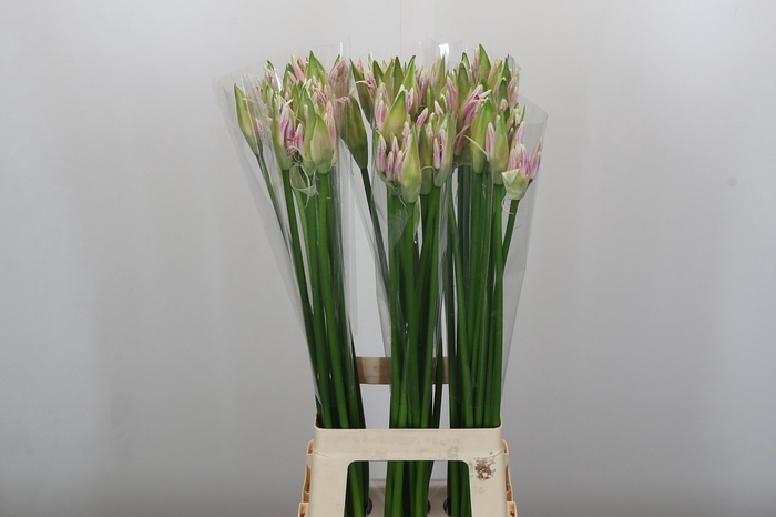 Nerine Berenice