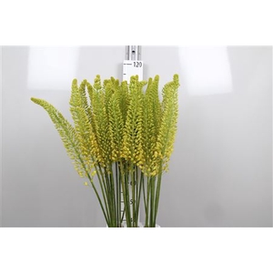 Eremurus Lucia-ro