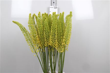 <h4>Eremurus Lucia-ro</h4>