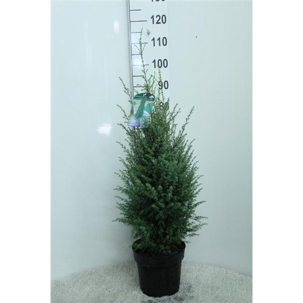 <h4>Juniperus com. 'Hibernica' P26 potgedrukt</h4>