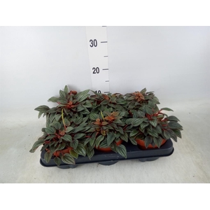 Peperomia caperata 'Cayenne'