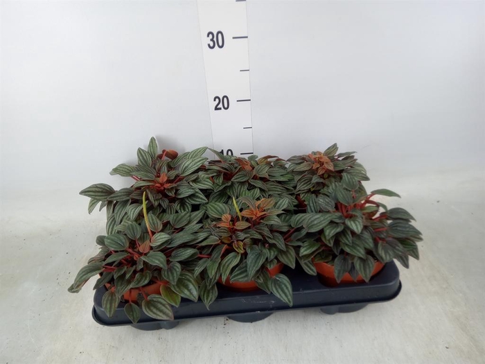<h4>Peperomia caperata 'Cayenne'</h4>