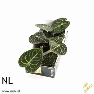 Anthurium clarinervium   ...blad