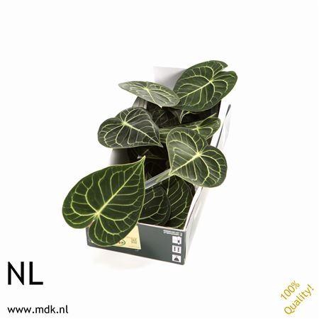 <h4>Anthurium clarinervium ...blad</h4>