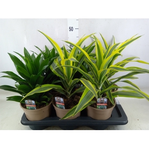 Dracaena   ...mix
