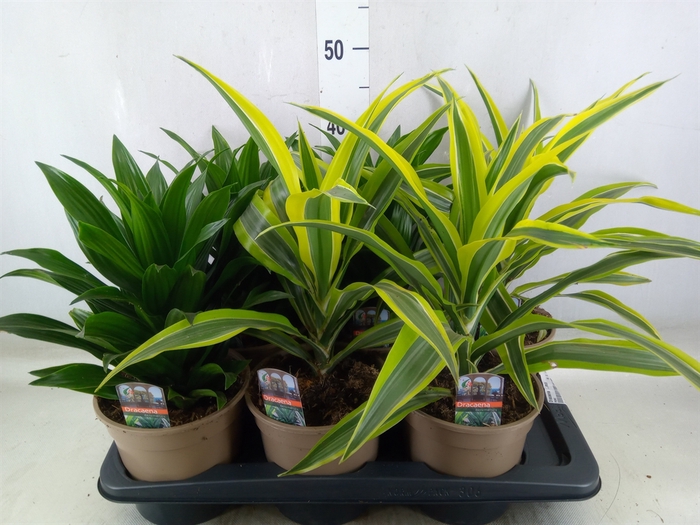 <h4>Dracaena   ...mix</h4>