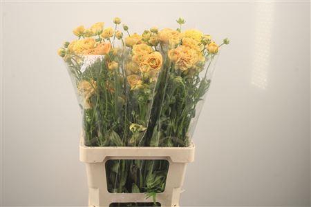 <h4>Ran N Moderna Miele</h4>