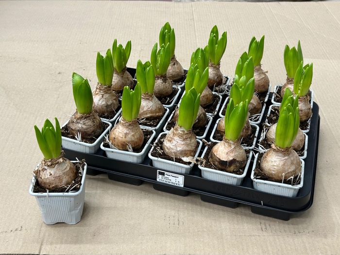 <h4>HYACIN WHITE PEARL</h4>