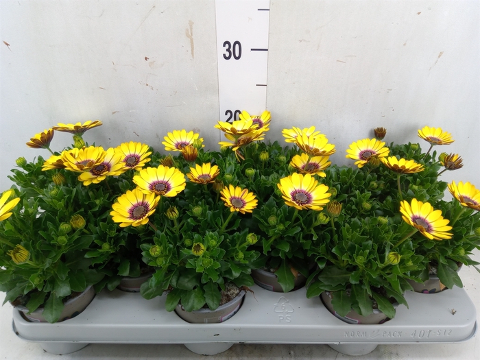 <h4>Osteospermum  'Serenity Blue Eye B'</h4>