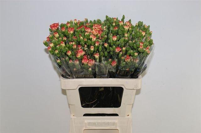 <h4>DI TR CARIMBO</h4>