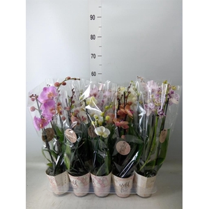Phalaenopsis   ...mix