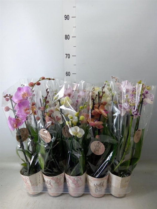 <h4>Phalaenopsis   ...mix</h4>
