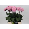 Dahlia Wizard of Oz